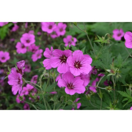 Herana hybrid patricia, rr I, 1 pc, spring 2025