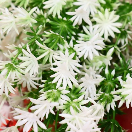 Bouquet "Roman chamomile" 26 cm, white-green-1