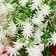 Bouquet "Roman chamomile" 26 cm, white-green