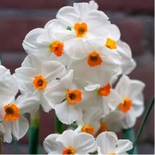 Narcissus Tatzettoid Geranium, 12/14 rr, 5 pcs, 40 h (cm), autumn 2024