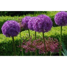 Onion decorative Pinball Wizard, 18/20 rr, 1 pc, 90 h (cm), autumn 2024