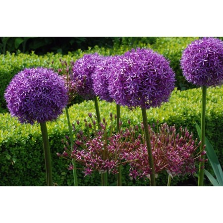 Onion decorative Pinball Wizard, 18/20 rr, 1 pc, 90 h (cm), autumn 2024