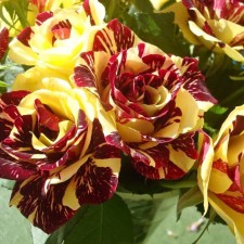 Seedling rose Simsalabim, spray rose, pot 2 l., Summer 2024