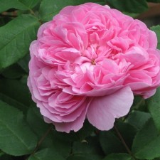 Seedling rose 