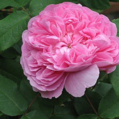 Seedling rose "Centifolia Muscosa", tube, spring 2025
