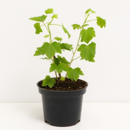 Currants White Fairy, C2 pot, H20-40 Height, 1 pc, summer 2024-1