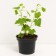 Currants White Fairy, C2 pot, H20-40 Height, 1 pc, summer 2024