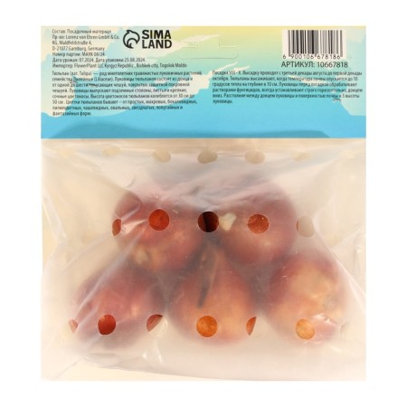 Tulip Parrogen Negrit Parrot (Sicret Parrrot), Rr 12+, 5 pcs, autumn 2024-1