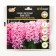 Hyacinth East Pink Perl, rr 14/15, 4 pcs, autumn 2024