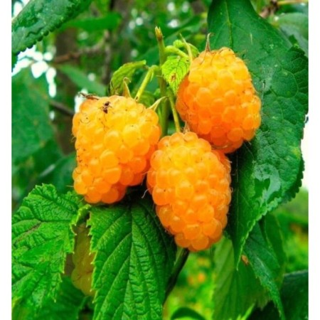 Sahenian Raspberry Altai dessert, common variety, pot of P9, summer 2024