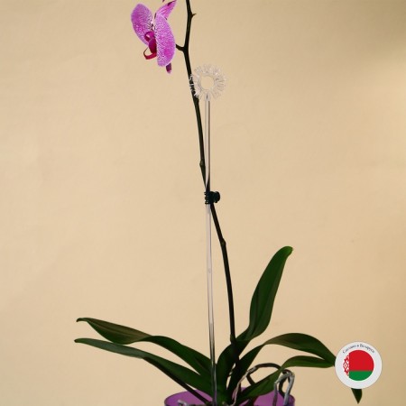 Support for orchids, h = 44 cm, plastic, transparent, mix-13