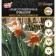 Narcissus Large-crop chromacolor, rr 12/14, 4 pcs, autumn 2024