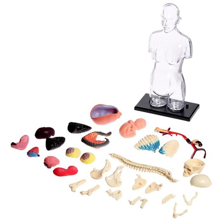Set for experiments "Body structure", pregnant woman-3