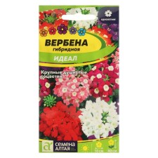 Verben's flowers 