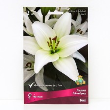 Lilies Lilia La Hybrids Bach, 14/16 rr, 2 pcs. 120-130 h (cm), autumn 2024