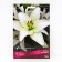 Lilies Lilia La Hybrids Bach, 14/16 rr, 2 pcs. 120-130 h (cm), autumn 2024