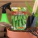 Cucumber seeds "Kustovoy" "Leader", 20 pcs,