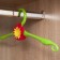Plastic plastic clothing hanger with decoration "Flower", 41 cm