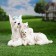 Garden figure "Terrier with puppies" White, 17x20x32cm