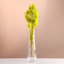 Set of dried flowers 