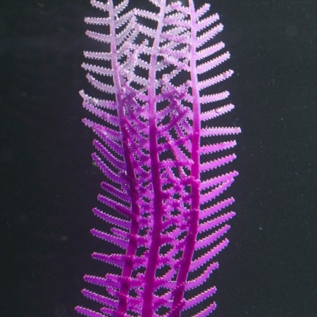 Silicone Aquarium plant, luminous in the dark, 4.5 x 15 cm, purple-2