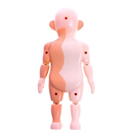 Set for experiments "Scientific set 2B1", model of the human body and laboratory dishes-7
