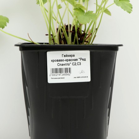 Geichera blood red "Red spangles", pot C3, 1 pc, spring 2024-3
