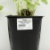 Geichera blood red "Red spangles", pot C3, 1 pc, spring 2024