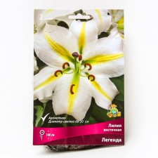 Lilia Eastern Legend, 14/16 Rr., 2 pcs. 100 h (cm), autumn 2024