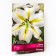 Lilia Eastern Legend, 14/16 Rr., 2 pcs. 100 h (cm), autumn 2024