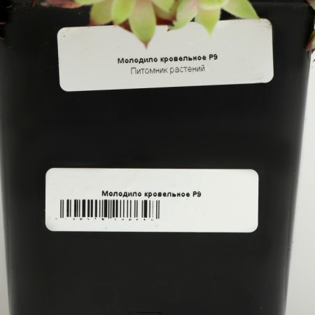 The roofing is young, P9 pot, 1 pc, spring 2024-3