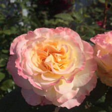 Seedling rose 