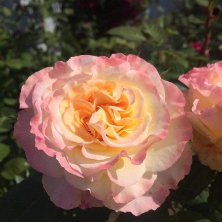 Seedling rose "watercolor", tube, spring 2025