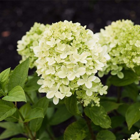 Hydrangea blizzard Patio Lux "Little Passion", 1 pc, tube, spring 2025-2