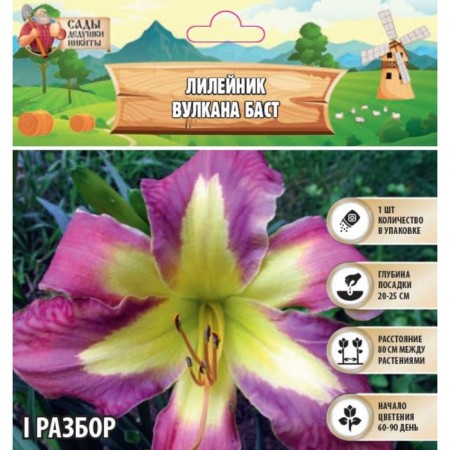 Lilenik "Volcano Burst", rr I, 1 pc, spring 2024