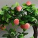 Bonsai in the pot "Persian tree" 10x17.5 cm, mix