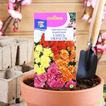 Seeds of chrysanthemum flowers multi -flowered Korean mixture, 0.02 g