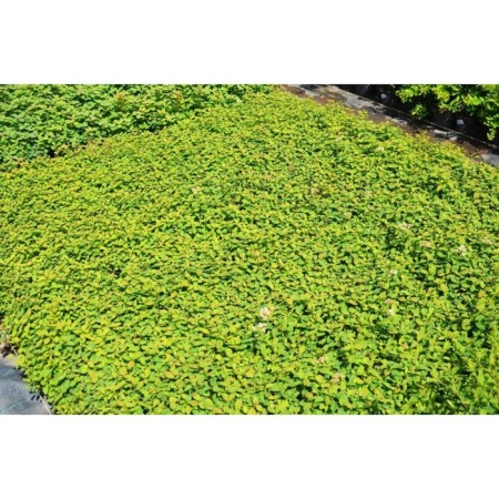 Spirea Sage creeping, P9 pot, summer 2024