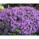 Flox Shilled Beauty, C2 pot, H10-50 height, 1 pc, summer 2024