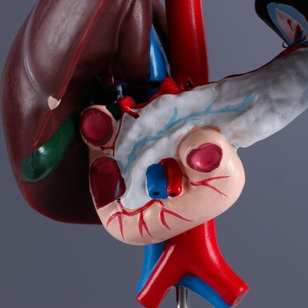 Liver's layout and 12-grace guts 14*23cm-3