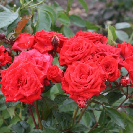 Seedling rose "Middle", tube, spring 2025