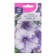 Flowers of Petunia "Nora F1", 0.01 g in amp.