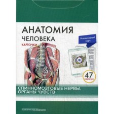 Human anatomy: cards. (47 pcs). Spinal nerves. Senses. Sapin M.R., Nikolenko V.N., Timofeeva M.O.
