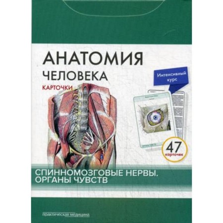 Human anatomy: cards. (47 pcs). Spinal nerves. Senses. Sapin M.R., Nikolenko V.N., Timofeeva M.O.