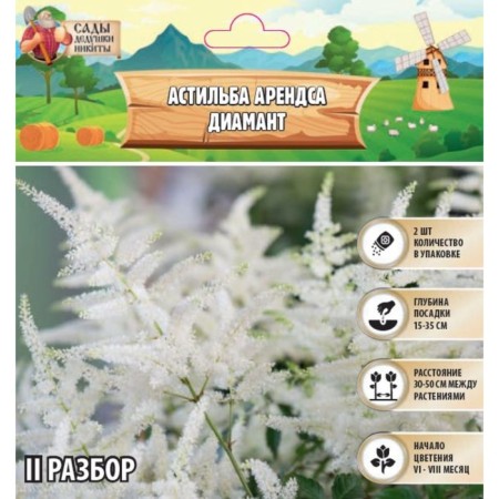 Astilba Lesson "Diamant" rr II, 2 pcs, spring 2024
