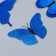 Magnet Plastic "Butterflies Double Wings - Shine" Blue Set 12 pcs