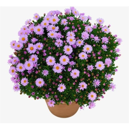 Astra shrubby Apollo, pot C2, 1 pc, summer 2024