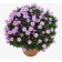 Astra shrubby Apollo, pot C2, 1 pc, summer 2024
