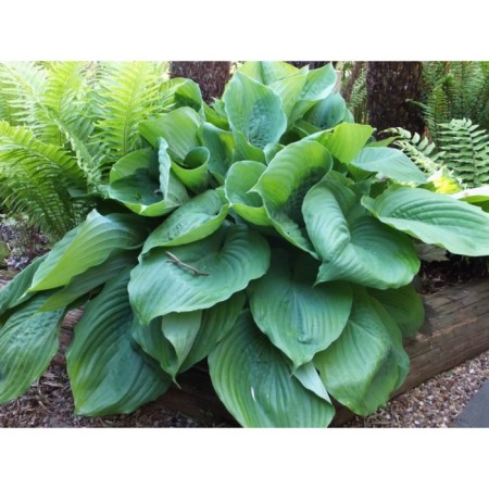 Host Hybrid Jurassik Park, C3 Pot, H10-50 Height, 1 pc, Summer 2024