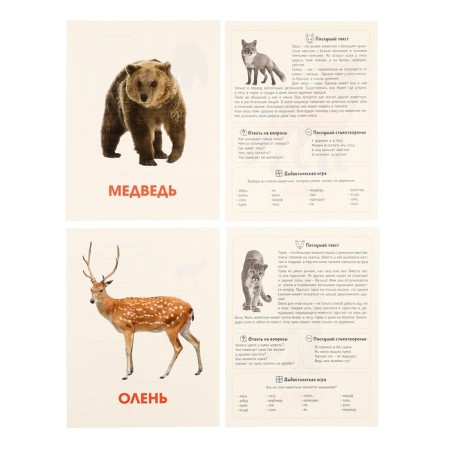 Training cards "Wild animals"-5